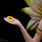 Mobile Preview: Sommerfee "Verena" im Blumenkleid